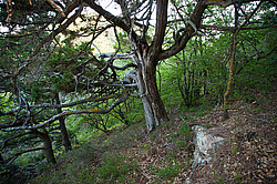 ������������ ������� (Juniperus excelsa)