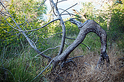 ������������ ������� (Juniperus excelsa)
