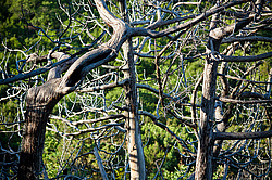 ������������ ������� (Juniperus excelsa)