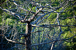 ������������ ������� (Juniperus excelsa)