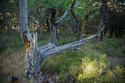 ������������ ������� (Juniperus excelsa)