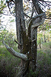 ������������ ������� (Juniperus excelsa)