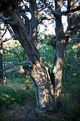 ������������ ������� (Juniperus excelsa)