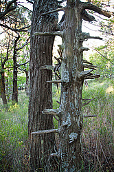 ������������ ������� (Juniperus excelsa)