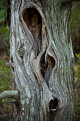 ������������ ������� (Juniperus excelsa)