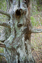 ������������ ������� (Juniperus excelsa)