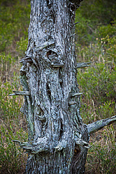 ������������ ������� (Juniperus excelsa)