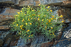 ����� ����� (Glaucium flavum)