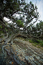 ������������ ������� (Juniperus excelsa)