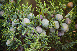 ������������ ������� (Juniperus excelsa)