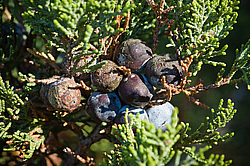 ������������ ������� (Juniperus excelsa)