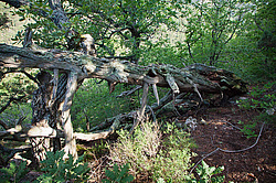 ������������ ������� (Juniperus excelsa)