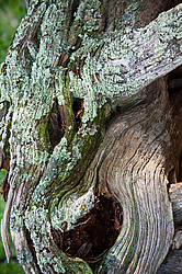 ������������ ������� (Juniperus excelsa)