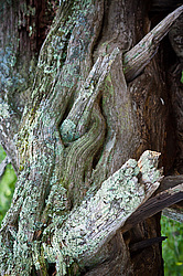 ������������ ������� (Juniperus excelsa)