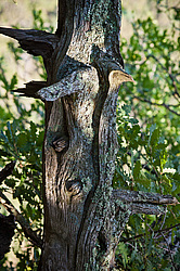 ������������ ������� (Juniperus excelsa)