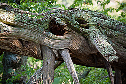 ������������ ������� (Juniperus excelsa)