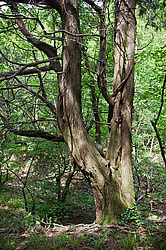 ������������ ������� (Juniperus excelsa)