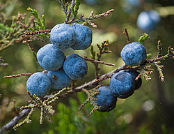 ������������ ������� (Juniperus excelsa)