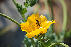 ����� ����� (Glaucium flavum)