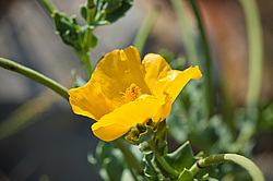 ����� ����� (Glaucium flavum)