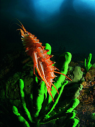 �� ���������: ������. ������� ���� � ����