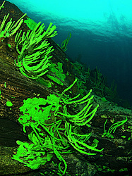 �� ���������: ������. ������� ���� � ����