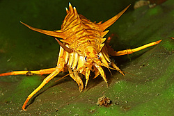 �� ���������: ������. ������� ���� � ����