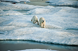 ����� ������� (Ursus maritimus) �� ������. ����� ������������ � ��������� �����������