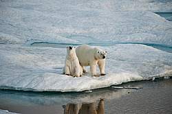 ����� ������� (Ursus maritimus) �� ������. ����� ������������ � ��������� �����������
