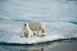 ����� ������� (Ursus maritimus) �� ������. ����� ������������ � ��������� �����������