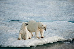 ����� ������� (Ursus maritimus) �� ������. ����� ������������ � ��������� �����������