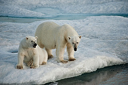 ����� ������� (Ursus maritimus) �� ������. ����� ������������ � ��������� �����������