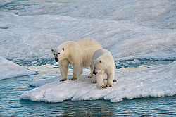 ����� ������� (Ursus maritimus) �� ������. ����� ������������ � ��������� �����������