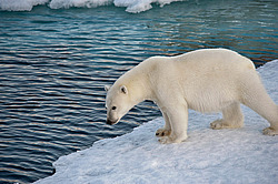 ����� ������� (Ursus maritimus) �� ������. ����� ������������ � ��������� �����������