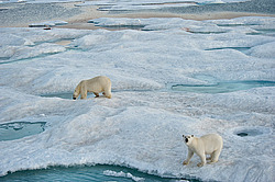 ����� ������� (Ursus maritimus) �� ������. ����� ������������ � ��������� �����������
