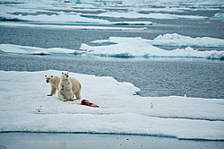 ����� ������� (Ursus maritimus) �� ������. ����� ������������ � ��������� �����������