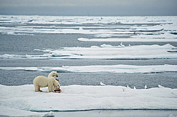 ����� ������� (Ursus maritimus) �� ������. ����� ������������ � ��������� �����������
