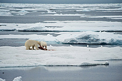 ����� ������� (Ursus maritimus) �� ������. ����� ������������ � ��������� �����������