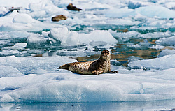 ������������ ������ (Phoca vitulina) ������. ���-�����