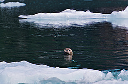 ������������ ������ (Phoca vitulina) ������. ���-�����