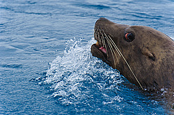 ����� (Eumetopias jubatus) ������. ���-�����