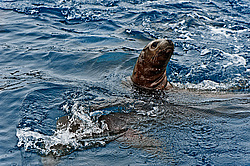 ����� (Eumetopias jubatus) ������. ���-�����