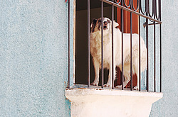 ���������, ����� �������, ������