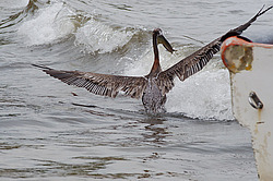 ����� ������� (Pelecanus occidentalis) ���������, ����� �������