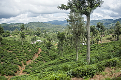 ������ ��������� � ������� �����������, ����������� ����� �������, ���-�����