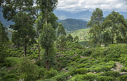 ������ ��������� � ������� �����������, ����������� ����� �������, ���-�����