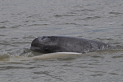 ������ (Delphinapterus leucas) ���������� �����, �������� ����, ������