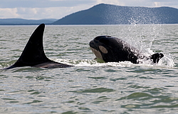 ������� (Orcinus orca) ���������� �����, �������� ����, ������