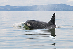 ������� (Orcinus orca) ���������� �����, �������� ����, ������