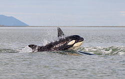 ������� (Orcinus orca) ���������� �����, �������� ����, ������